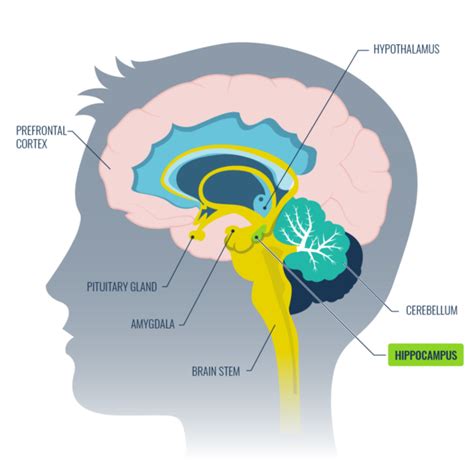 how to activate your hippocampus.